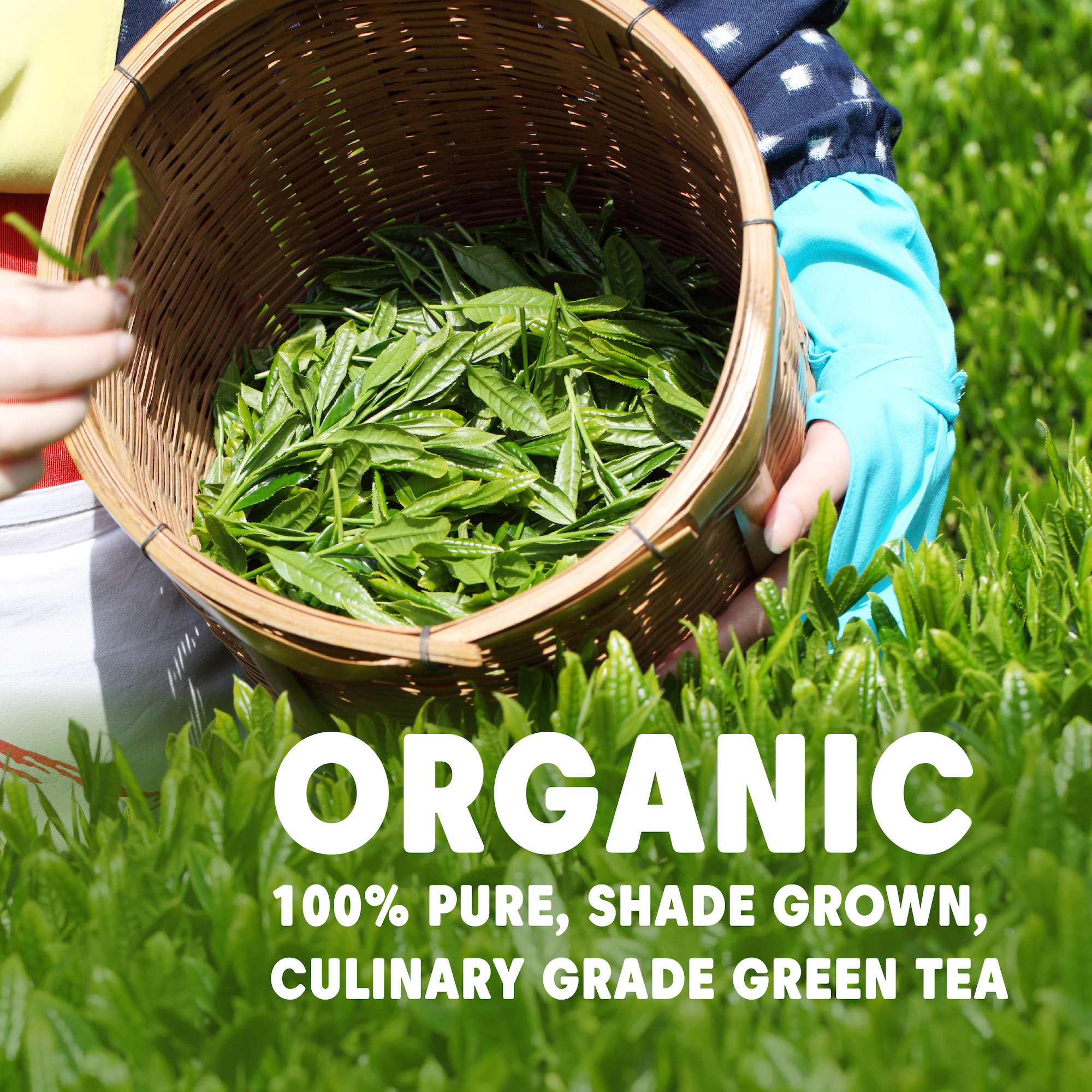 Wilderness Poets - Wholesale Health/Detox Tea - Organic Matcha Green Tea Powder - Culinary Grade4