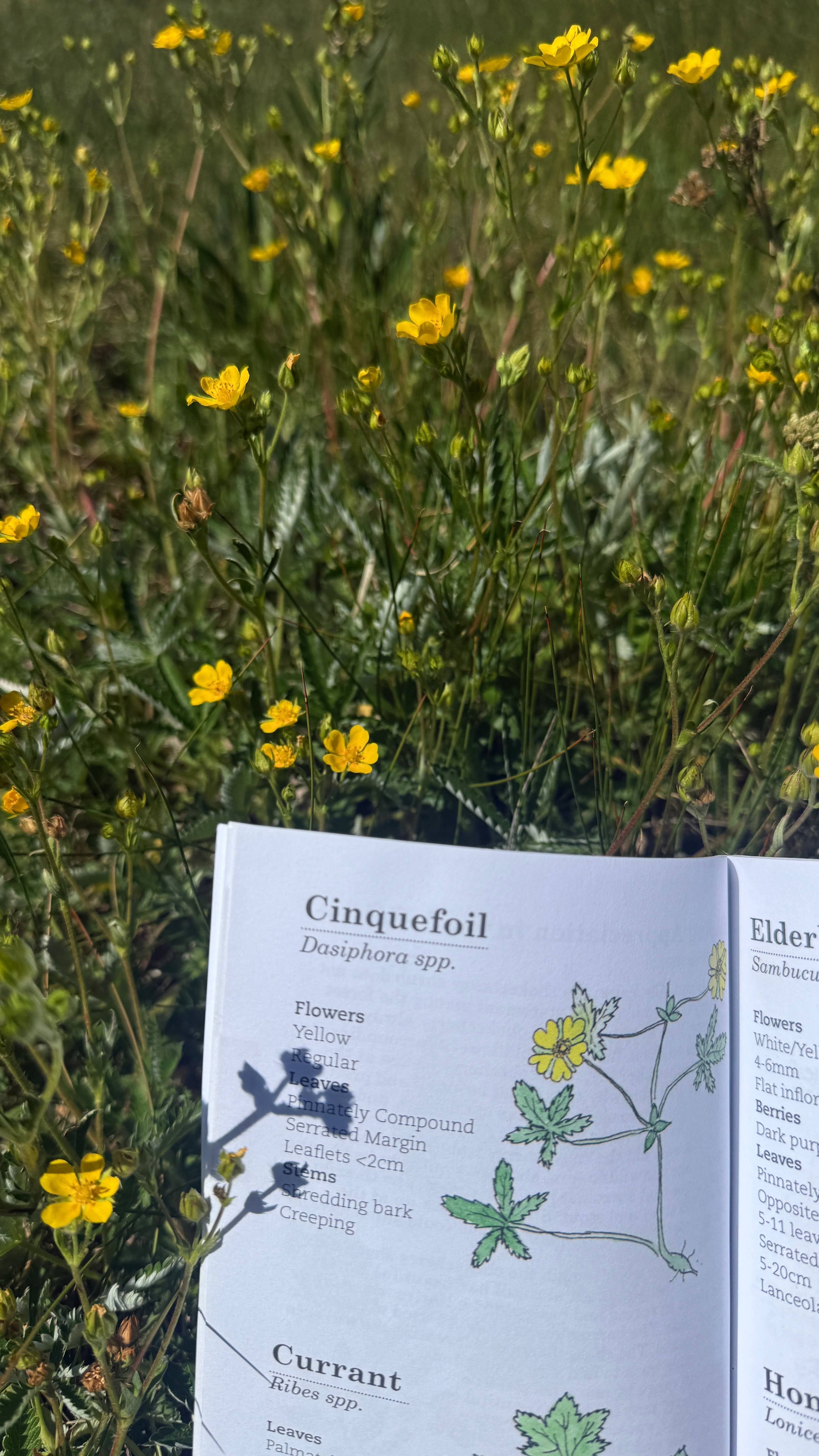 Quirks of Art co. - Wholesale Nature & Outdoors Book - Meg's Guide to the Common Flora of the High Rockies8