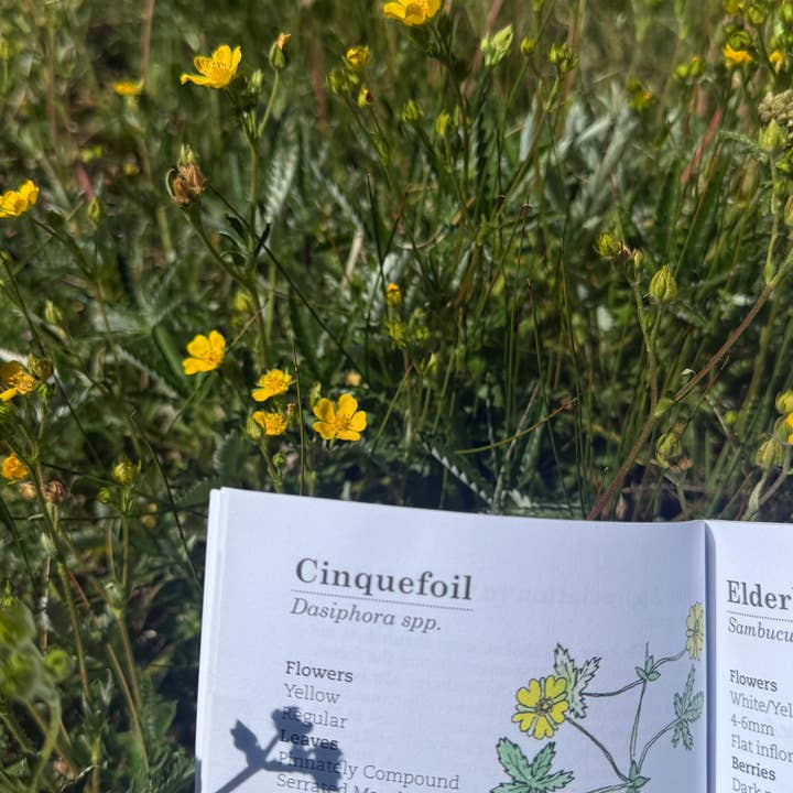 Quirks of Art co. - Wholesale Nature & Outdoors Book - Meg's Guide to the Common Flora of the High Rockies8