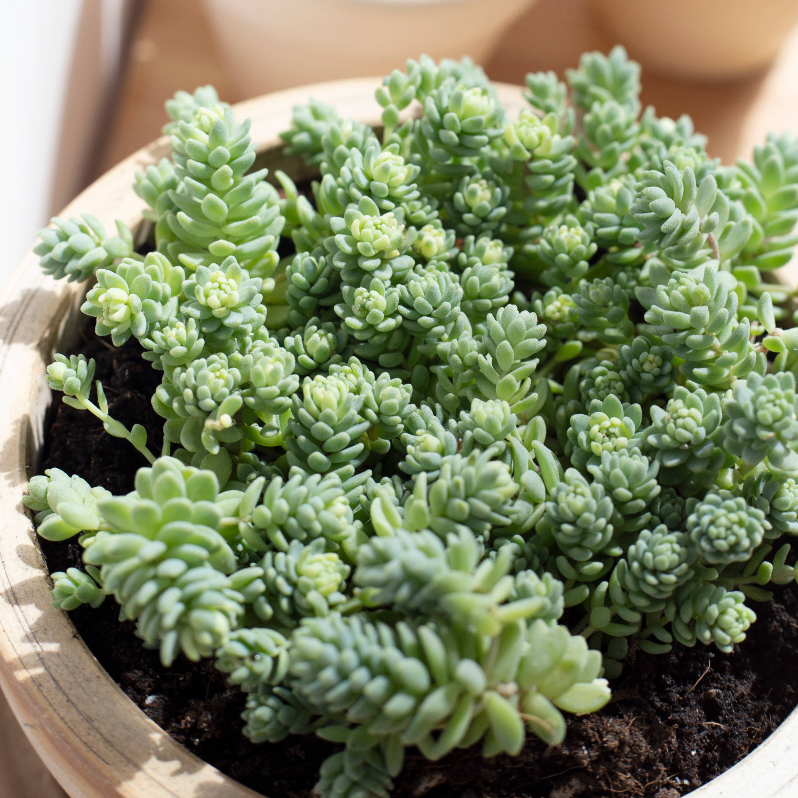 Best Plant Friend - Vente Succulentes - Sedum Major - Sedum dasyphyllum 'Ciels Himalayens'4