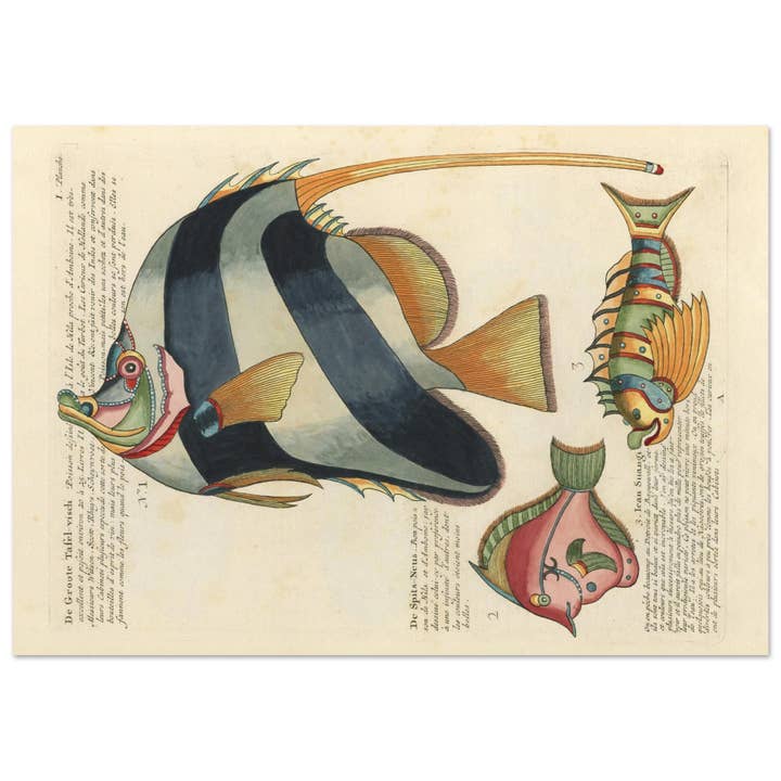 Die groote tafel-vish per la vendita all'ingrosso da parte di Maison de Paloma