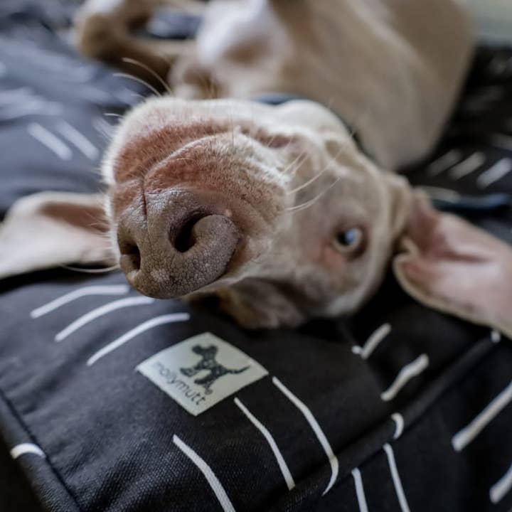 Dreams Dog Duvet for wholesale by Molly Mutt