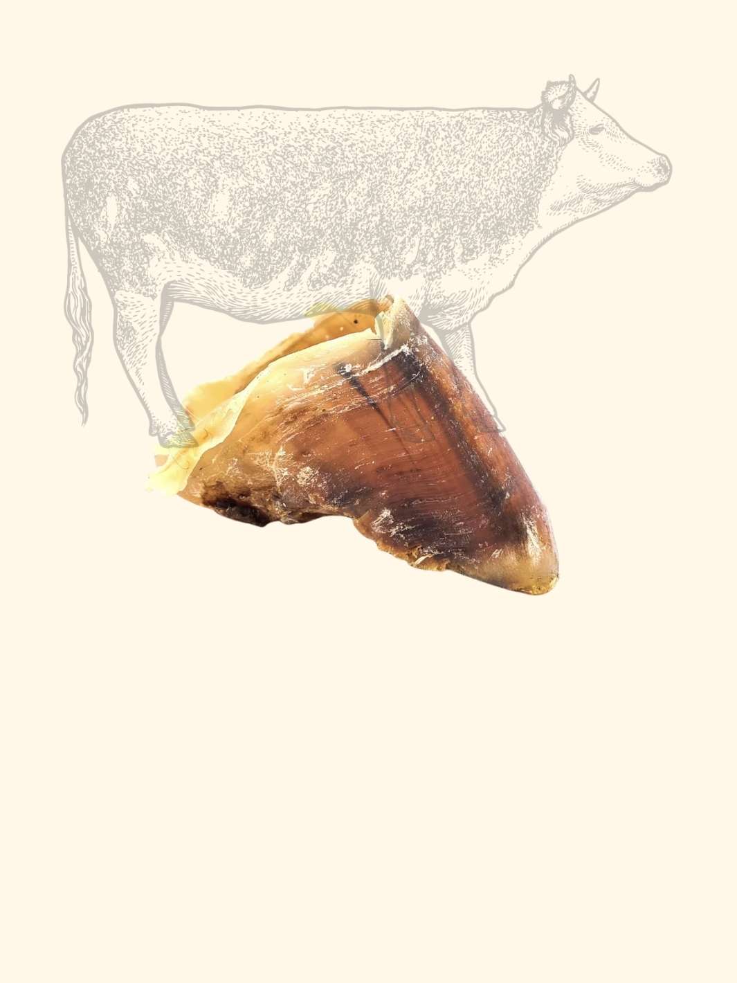 Truffe Délice - Venta al por mayor Hueso/rollito masticable - Perros - Zueco de buey3