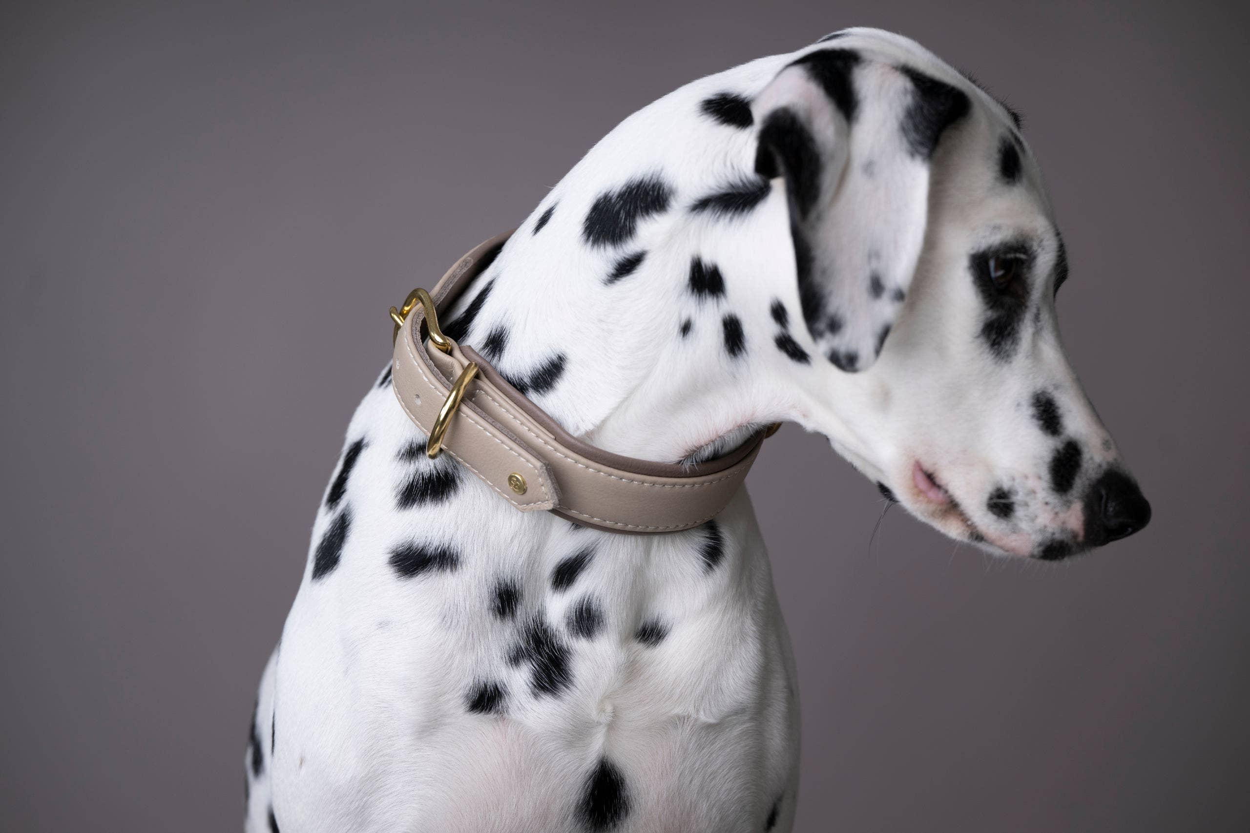 IVORY AMICI Dog Collar for wholesale on Faire2