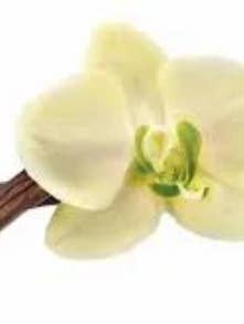 Huiles parfumées à la vanille pour la vente par R&W Company LLC