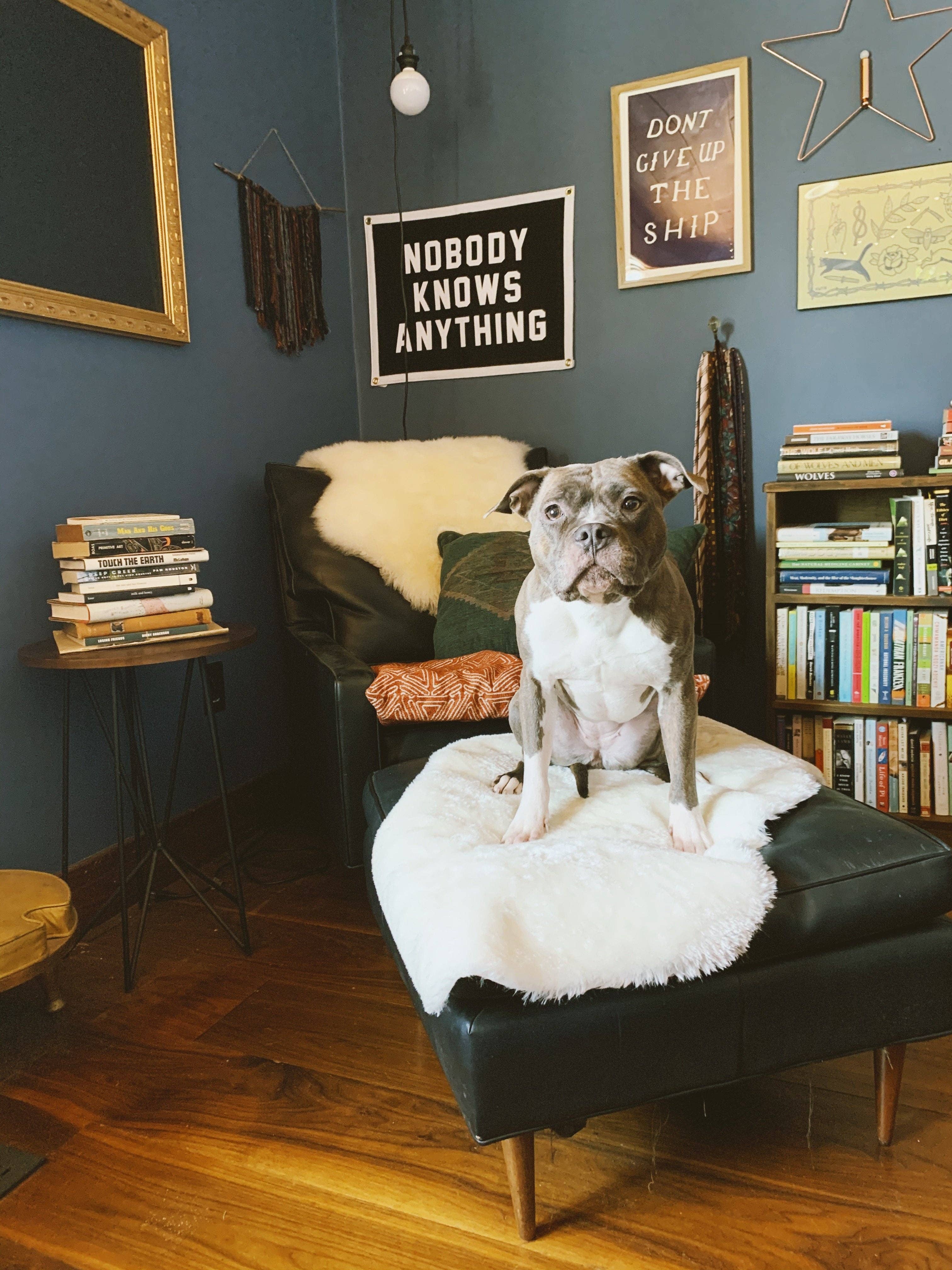 Oxford Pennant - Wholesale Flag - Nobody Knows Anything Camp Flag4