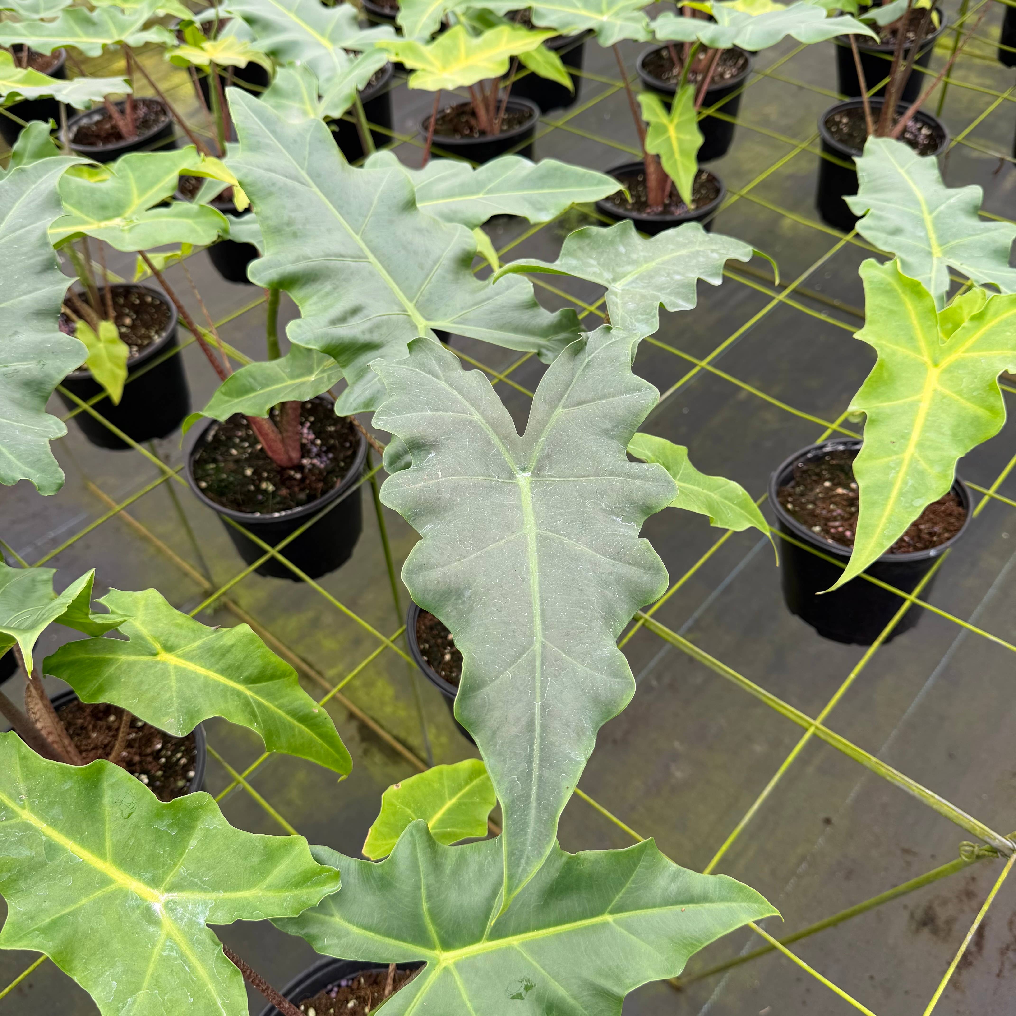 Central Florida Ferns & Foliage - Wholesale Live Plant - ALOCASIA Golden Dragon Live Plant 6in2