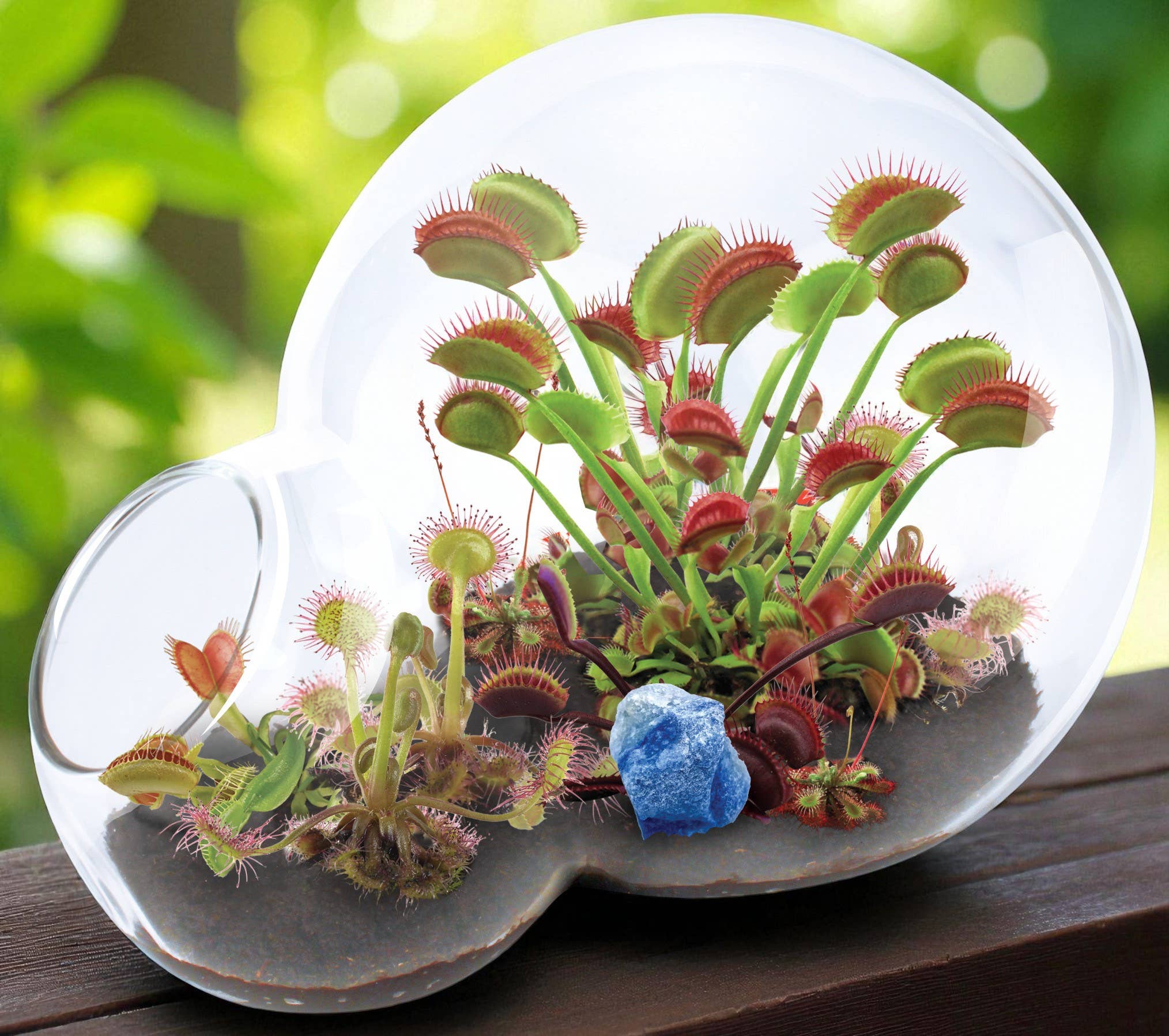 Silver Circle Products - Wholesale Terrarium - Carnivorous Growarium Glass Terrarium7