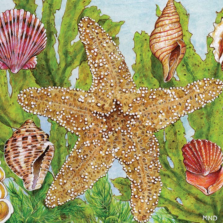 Wellspring - Wholesale Puzzle - Adult - Puzzle - Starfish Kelp1