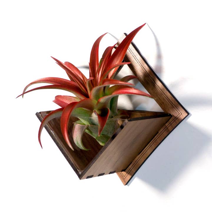 Air Plant Holder / Wall Hanging Planter 9 - Mounted Hanger for wholesale by LIGHT RAZOR DESIGN STUDIO