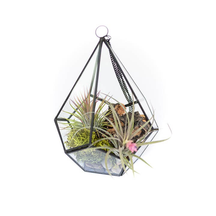 Air Plant Shop - Wholesale Terrarium - DIY Glass Diamond Terrarium with Kit and Two Air Plants