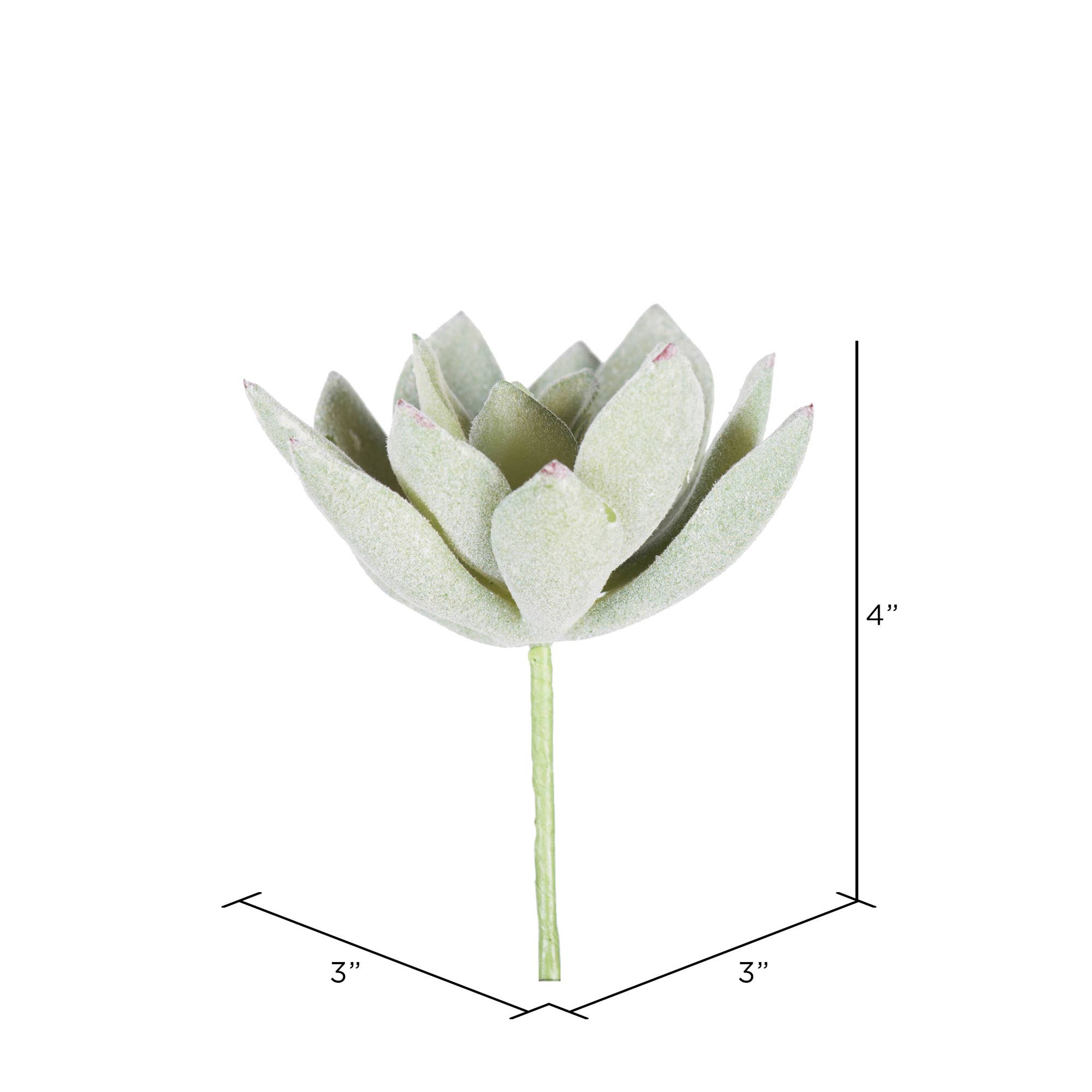 Vert, Blanc Pick Echeveria Vickerman, 4 po, paquet de 6 en vente sur Faire1