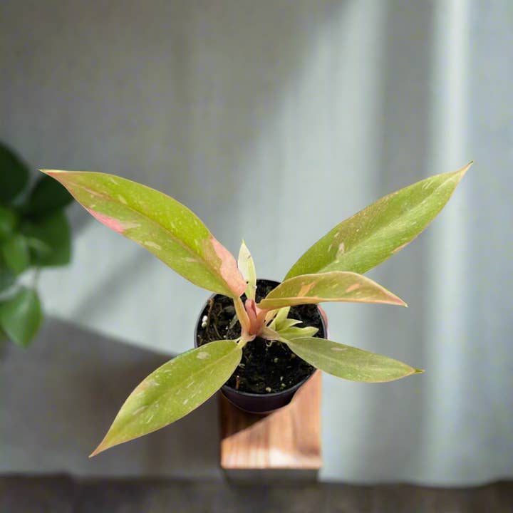 Jungle House - Wholesale Live Plant - Philodendron Ring of Fire