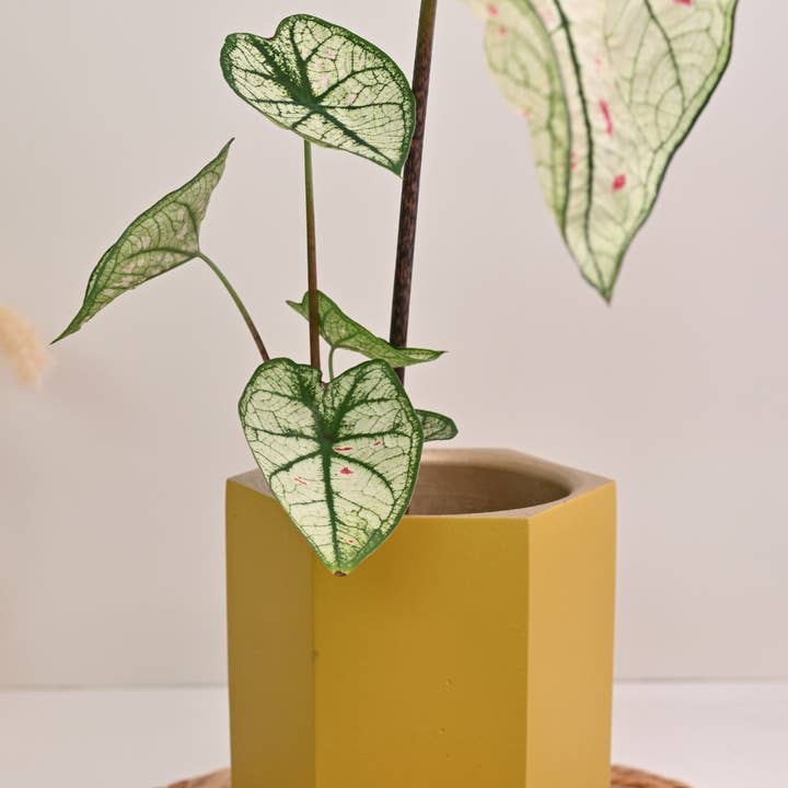 The Curated Jungle - Wholesale Plant Pot - Hexagon Pot