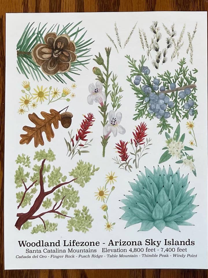 Imprimé Woodland Lifezone pour la vente par Brushes and Boots