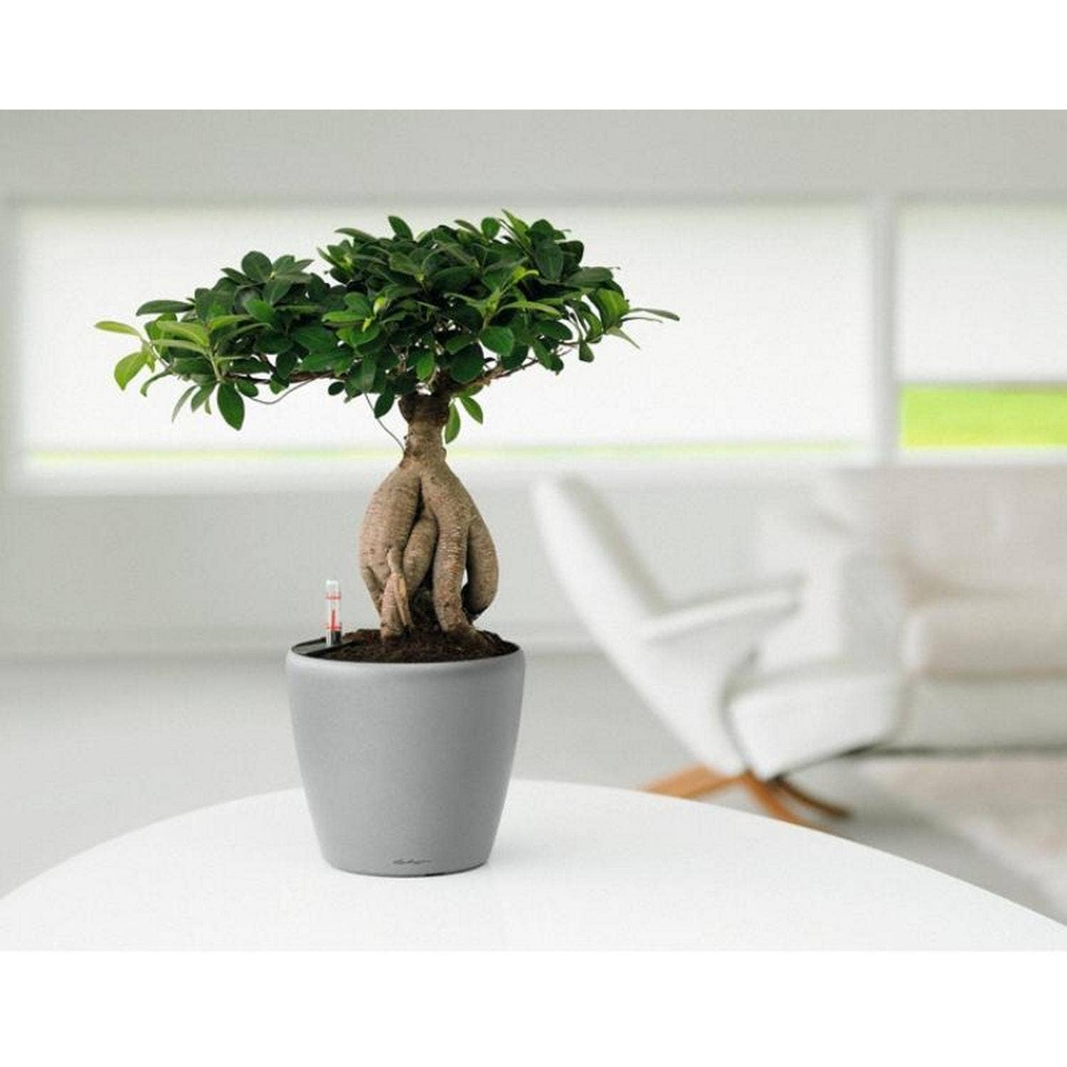 Lechuza Self Watering Planters - Vendita all'ingrosso Vasi per piante - LECHUZA CLASSICO LS Vaso rotondo in poliresina12