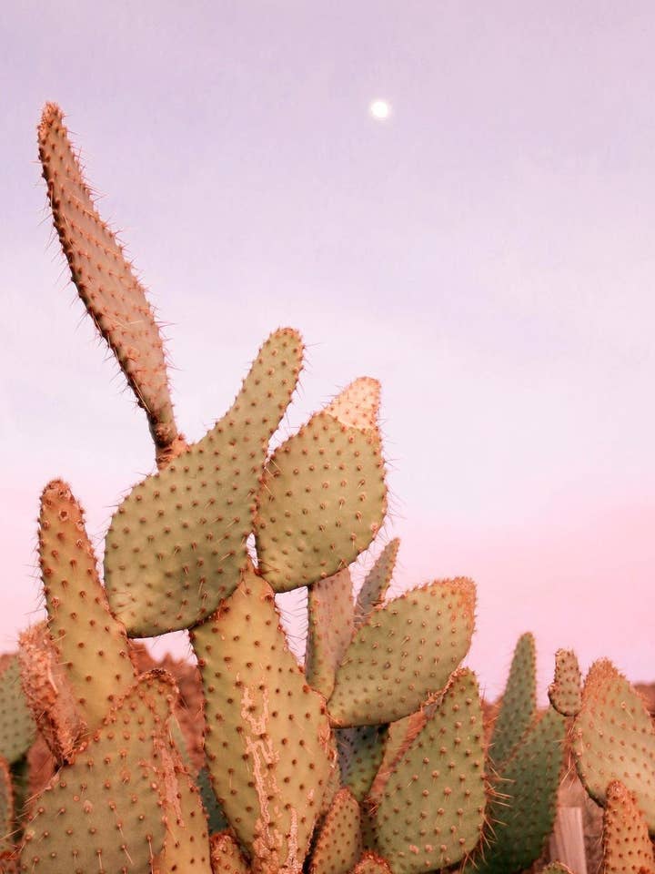 Mojave 40 oz for wholesale by Moon Child Candle Co