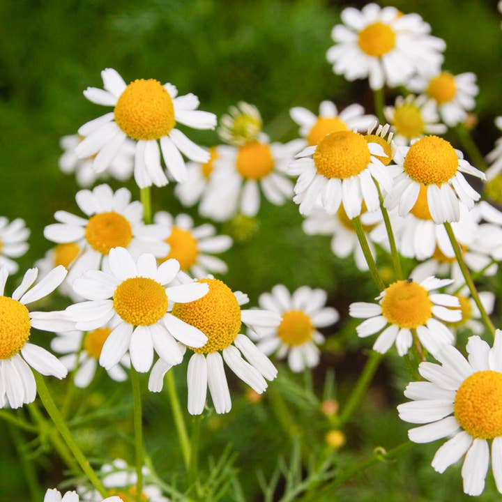 Chamomile (Roman): Seed Pack - Organic for wholesale by Earthsong Seeds