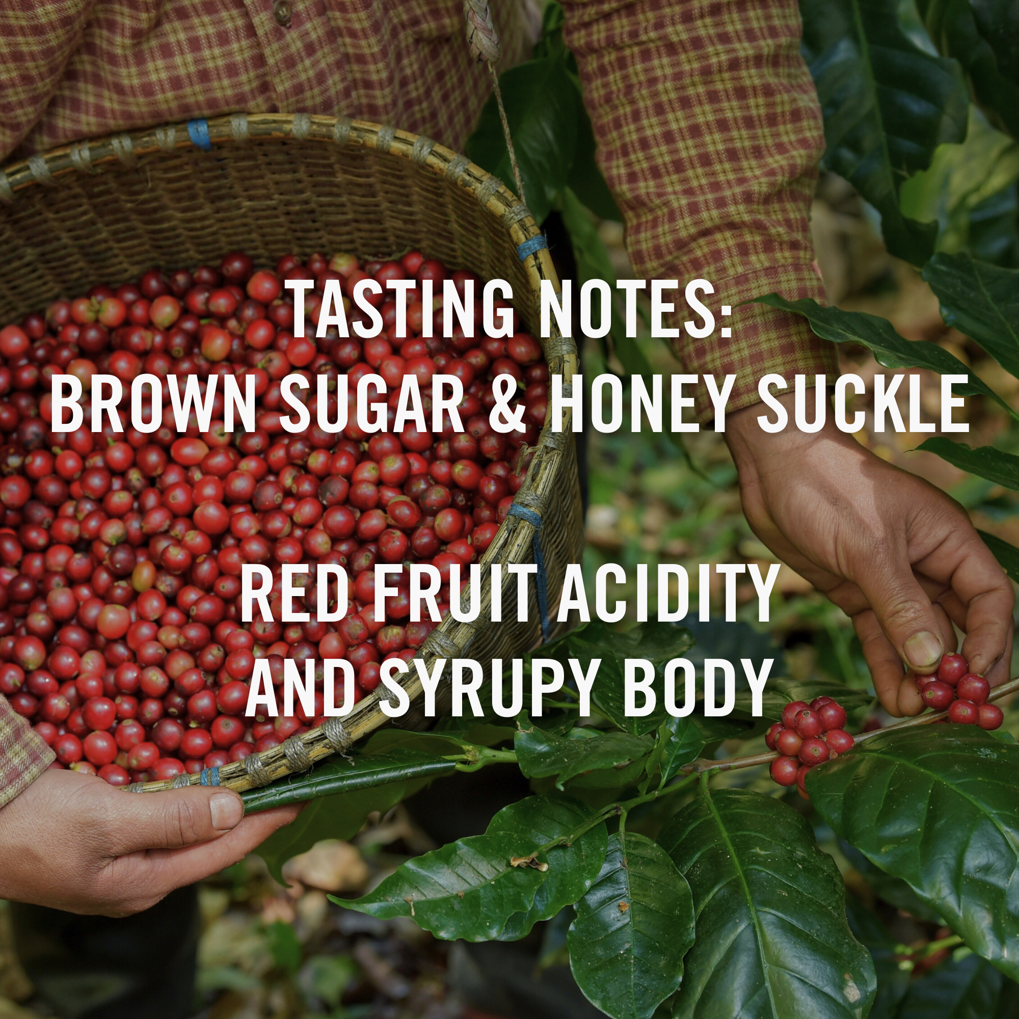 Ferris Coffee & Nut Co. - Wholesale Coffee Beans - Costa Rica Sumava Black Moon (Whole Bean) 12 oz.1