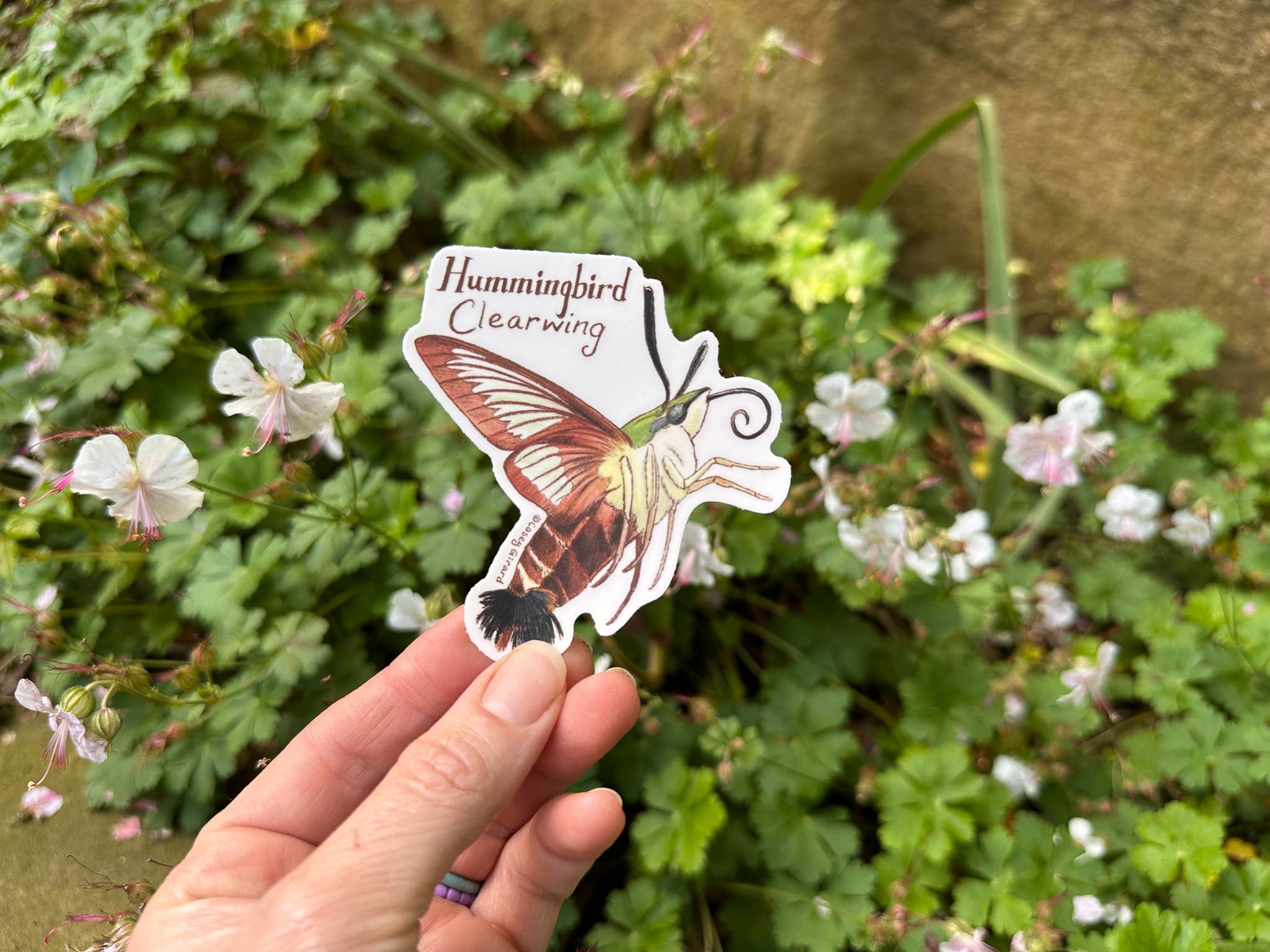 River Thrush Studio - Wholesale Sticker - Hummingbird Clearwing - Vinyl Sticker2