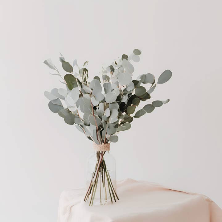 eukalyptus for engroshandel hos Note Suave