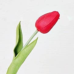 Impressive Enterprises, Inc. - Wholesale Artificial Flowers - 75438- 15inL real touch Tulip Bud Stem-RED1