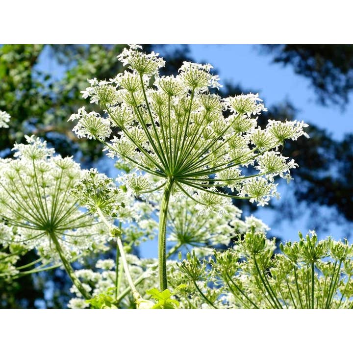 Zia Zensations Inc. - Wholesale Essential Oil - Angelica Root