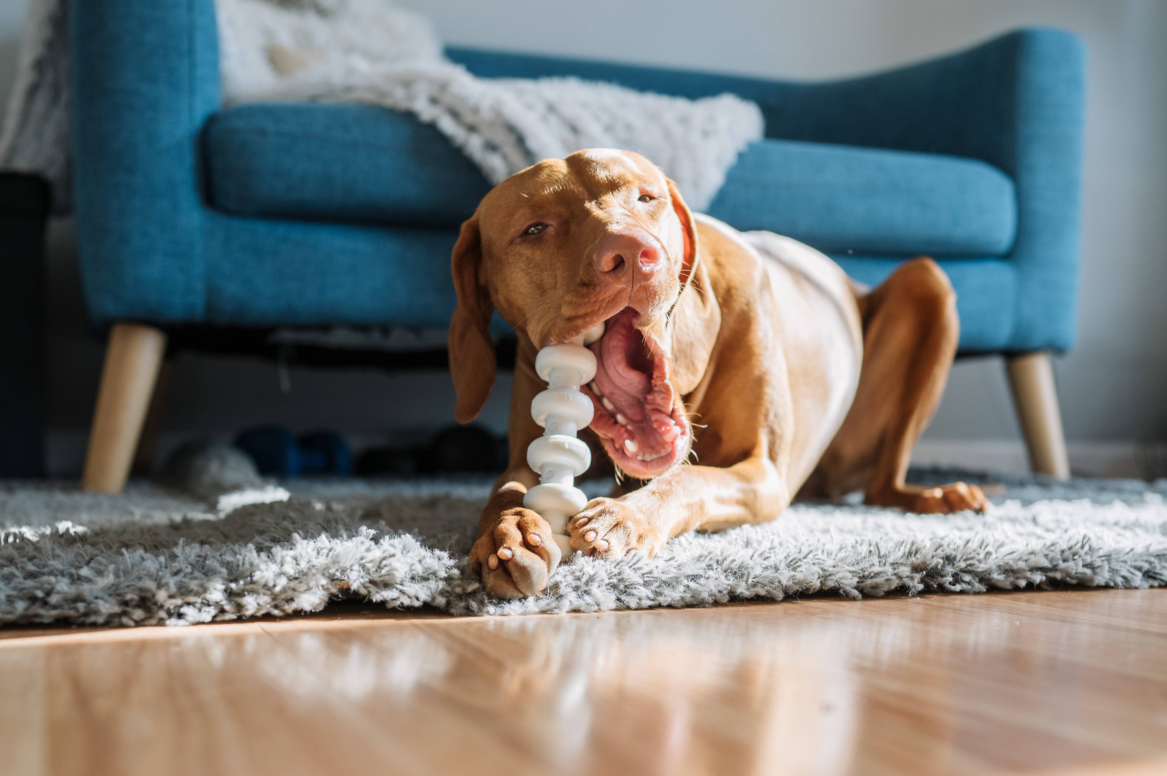 Spunky Pup - Wholesale Pet Chew Toy - Dog - Clean Earth Recycled Hard Chews - Made in the USA8