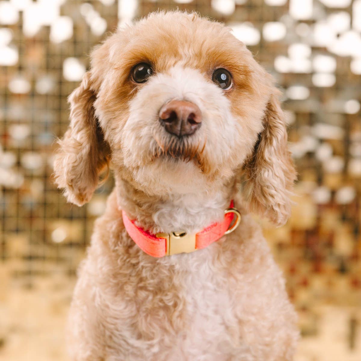 Pink Papyrus | Premium, Durable, & Stylish Dog Products - Wholesale Pet Collar - Dog - Ambrose Glitter Dog Collar | Pink Dog Collar | Dog Collar  2