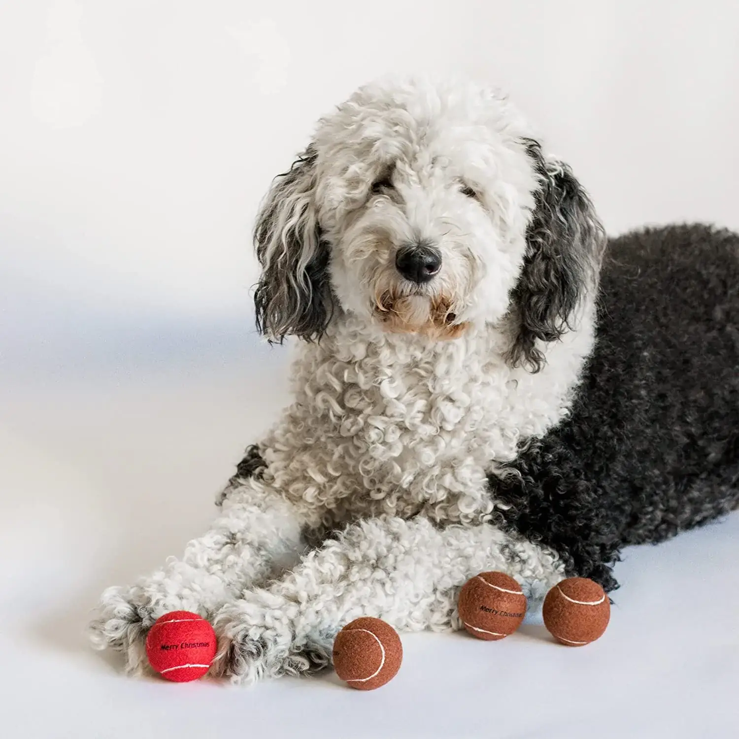 Midlee Designs – Bola para cão - Cão por atacado – Bolas de tênis para cães de Natal Midlee Red Nose (padrão)4