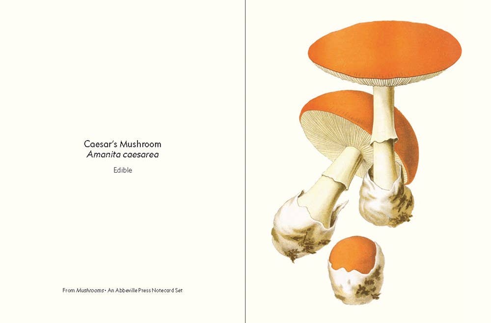 W. W. Norton - Wholesale Nature & Outdoors - Mushrooms2