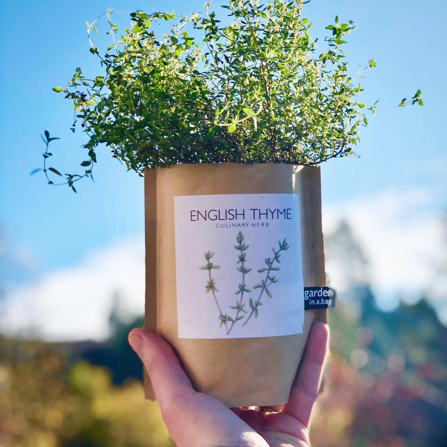 Potting Shed Creations, Ltd. - Wholesale Plant Seeds - Garden in a Bag | English Thyme | Spring Kitchen Garden Gift2