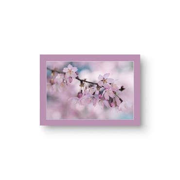 Sakura Single 5x7 Cherry Blossom Flower Greeting Card for wholesale by Sheryl’s Virtual Garden