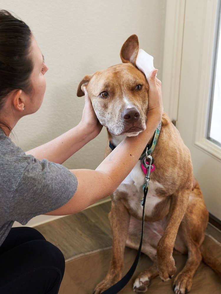 Pet Parents® - Vente Produit de toilettage – chien - Lingettes auriculaires Pet WiPees™ pour chiens et chats, 100 ct6