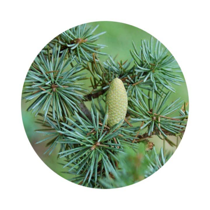 L'Atelier 100BON - Vente Parfum/Eau de toilette - Bois de Mangrove (Bois de Mangrove) - EDP Intense - 30ml5