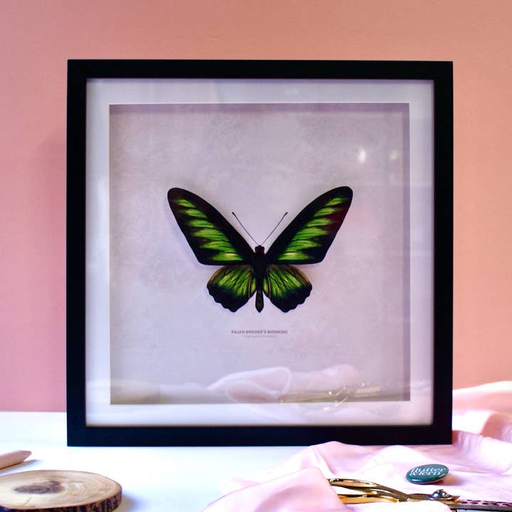 Rajah Brooke's Birdwing Butterfly - Paper Taxidermy Frame for wholesale by Flutter & Fern