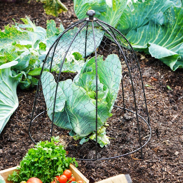 Ivyline – wholesale Planting net/cover – Outdoor Wire Netted Plant Protector H55cm W47cm4