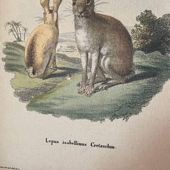 LAND OF COTTON - Vendita all'ingrosso Set per galleria a parete - SET DI 3 STAMPE PICCOLE AD ARCO CON CONIGLIETTI2