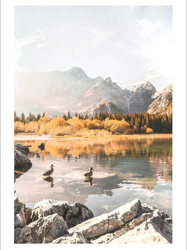 Eend Ochtends Zwemmen in Een Meer, Italiaanse Alpen voor wholesale door Arteve Gallery