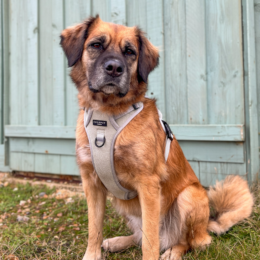 Cocopup London - Wholesale Tuig voor huisdieren - Hond - Verken Harness - Salie Tweed40