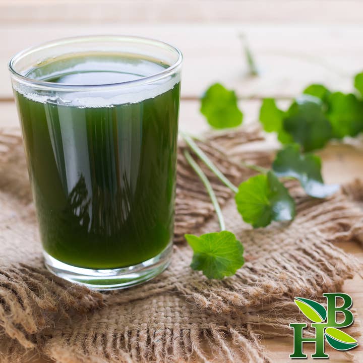 Herb To Body – Großhandel Kräuter – Gotu Kola Kräuterpulver1