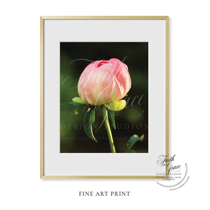 Sunlight Upon the Pink Peony Bud Fine Art Floral Print for wholesale by Faith and Grace Design Studios
