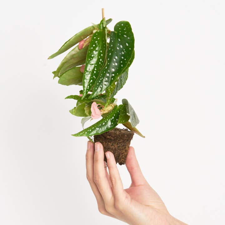 Bégonia Maculata Silverspot pour la vente par Miniplanta