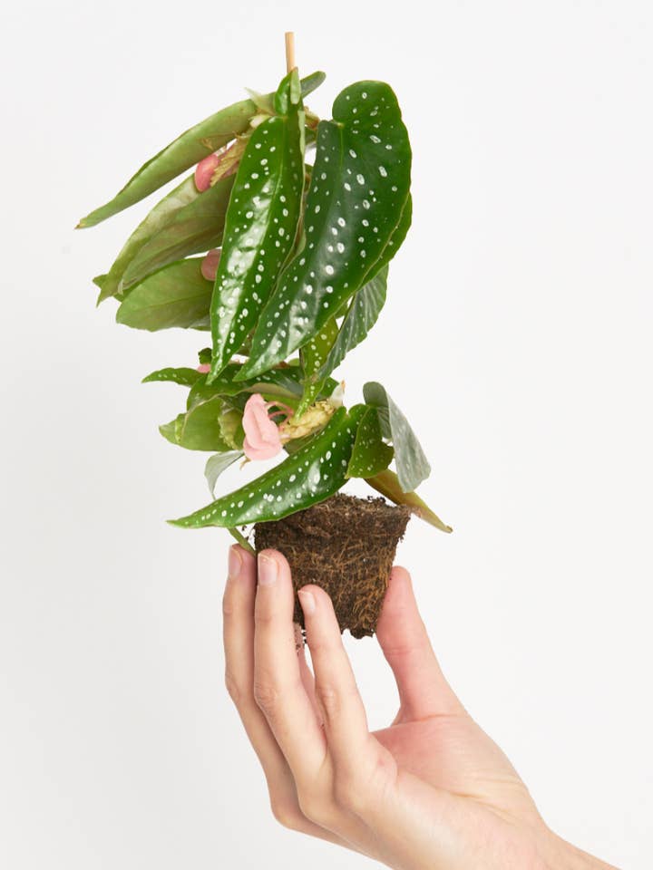 Begonia Maculata Silverspot voor wholesale door Miniplanta