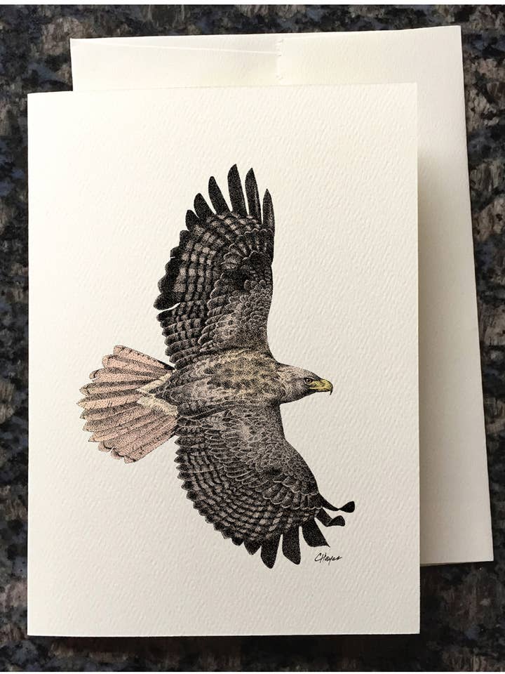 Greeting card: Red-tailed hawk flying, from original art for wholesale by Colin Hayes Art