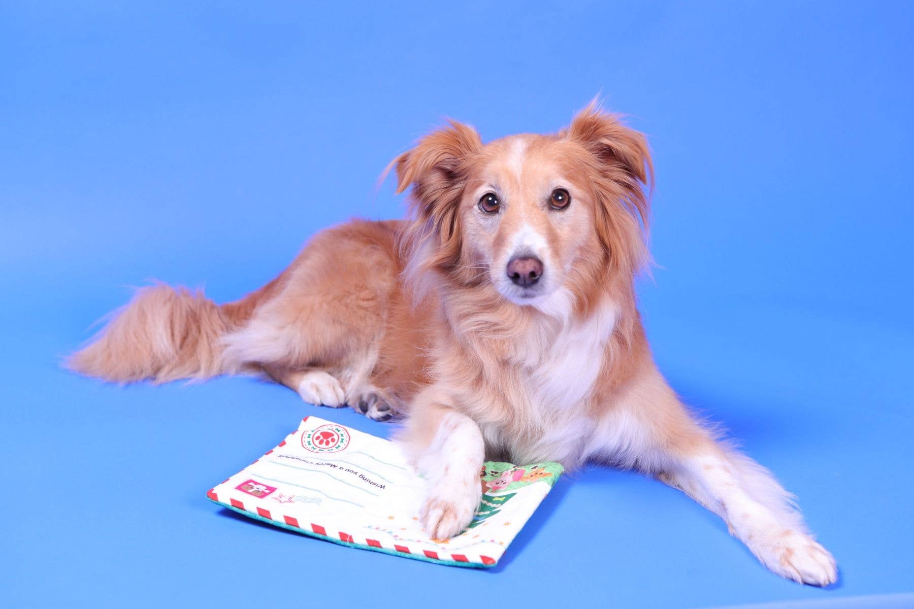 PetLondon – wholesale Pet plush toy – Dog – Dog Toy Crinkle Christmas Holiday Greeting Card3