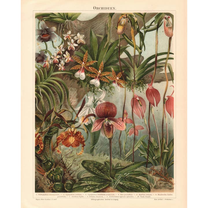 Orquídea Vintage Cartão Postal Velvet Touch - Impresso na Áustria por atacado de KINDL wien