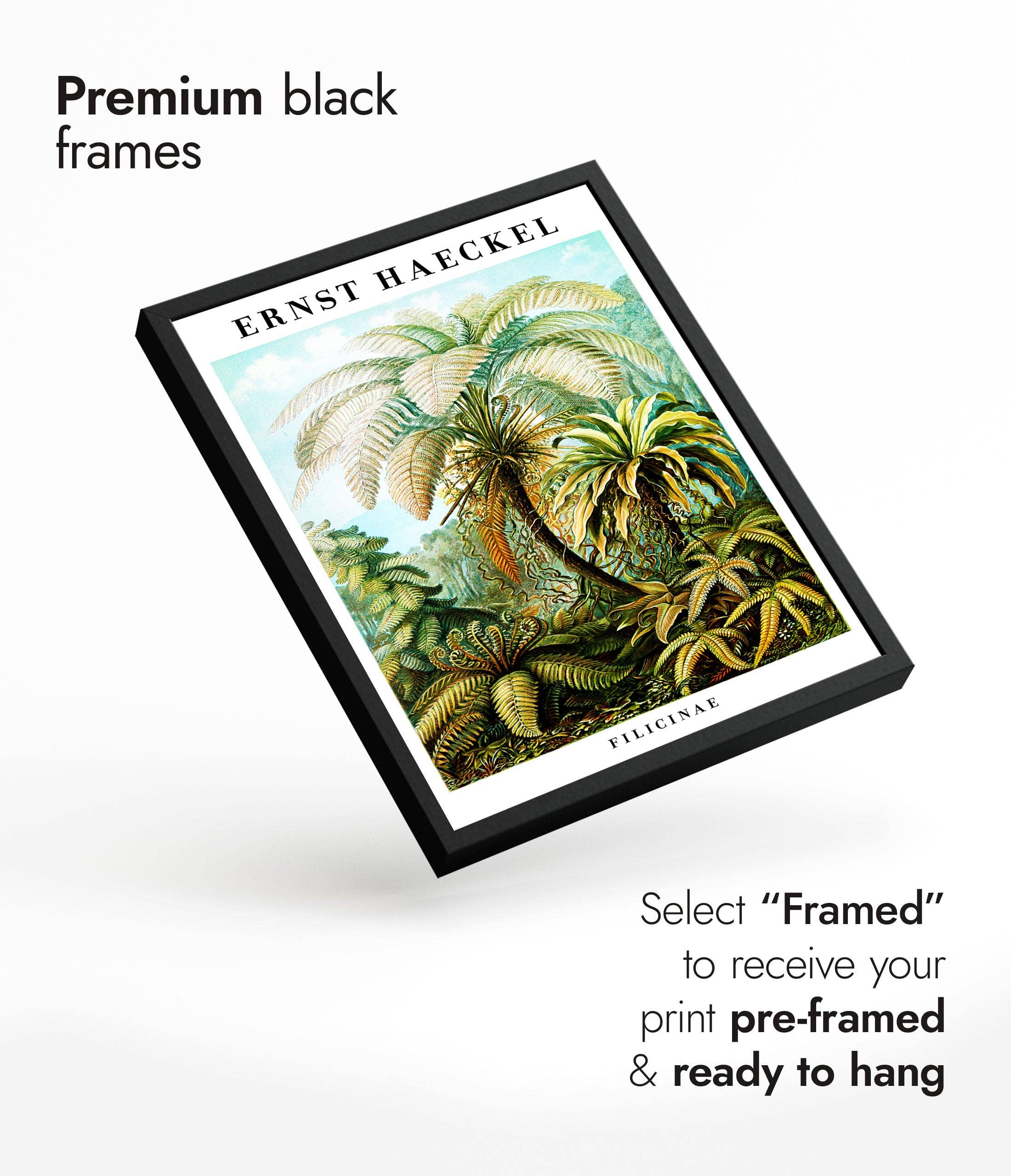 Animato – Großhandel Kunstdruck – Farne3