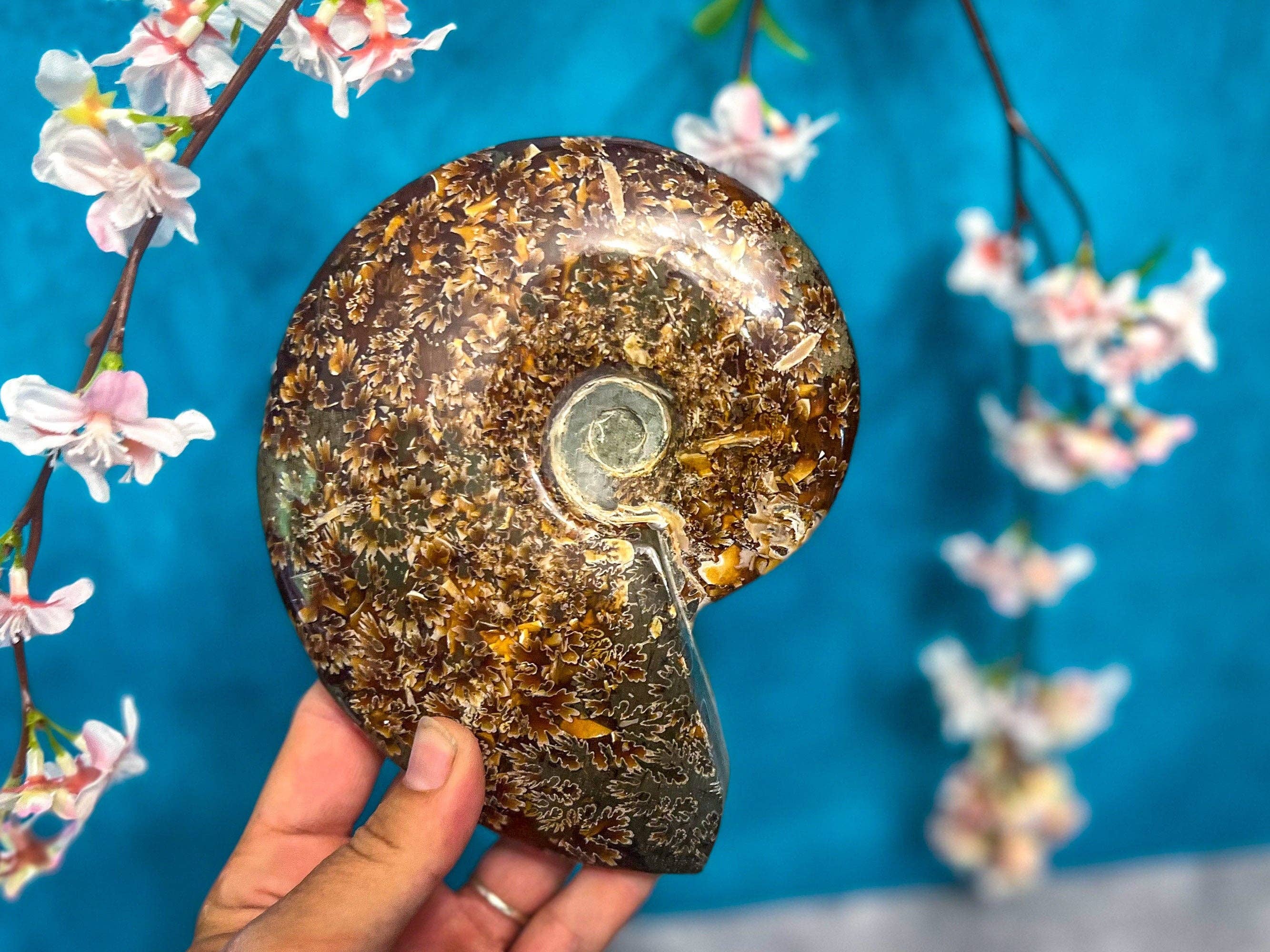 Mandala Gems - Wholesale Spiritual Stone/Crystal - Polished Ammonite Fossils3
