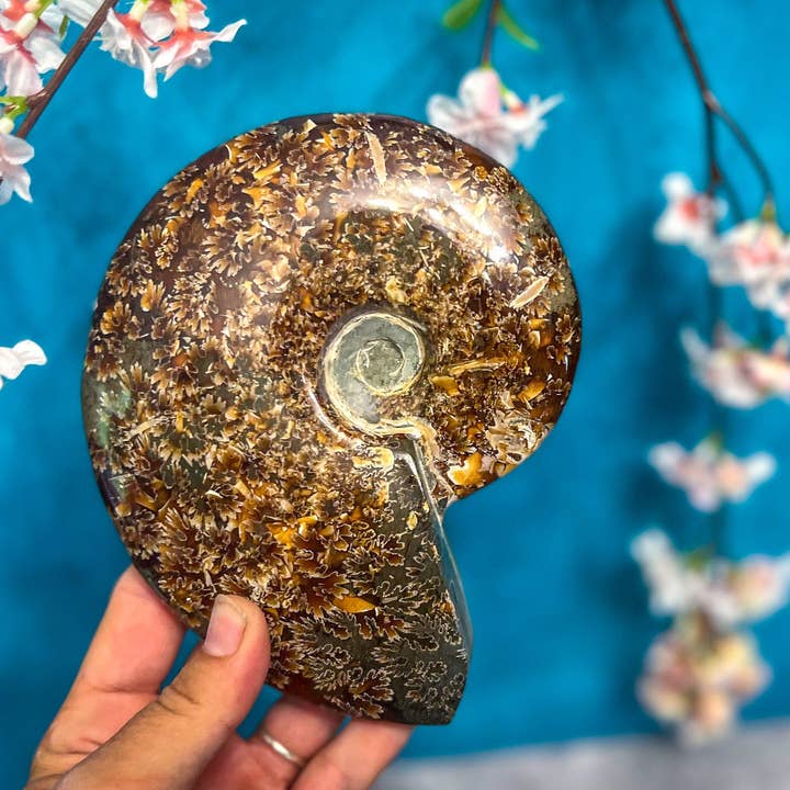 Mandala Gems - Wholesale Spiritual Stone/Crystal - Polished Ammonite Fossils3